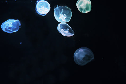 Jellyfish print